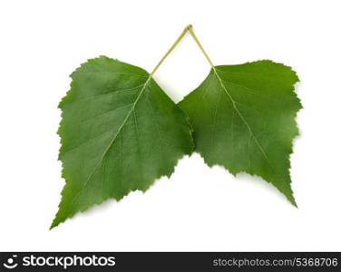 Pair of green birch leaves isolated on white