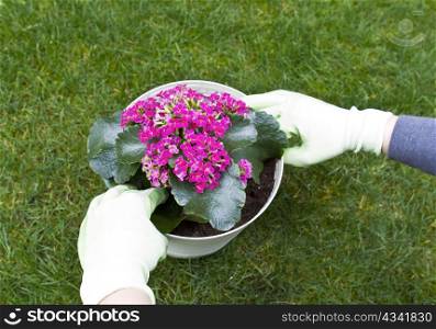 Pair of hand wearing gloves while transferring flower plant to container with grass yard in background