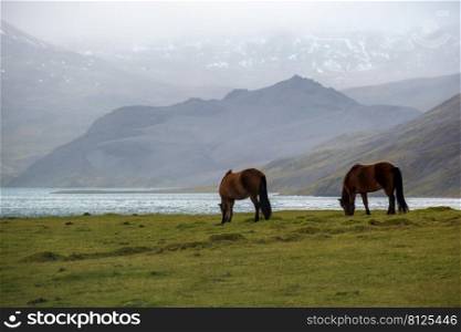 Pair of Icelandic horses graze on West Iceland highlands, Snaefellsnes peninsula. Spectacular volcanic tundra landscape with mountains, craters, lakes, gravel roads.