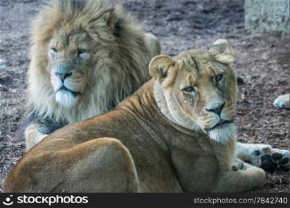 Pair of Lions laying down, male anf female