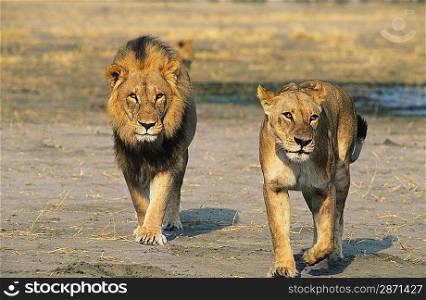 Pair of Lions walking on savannah