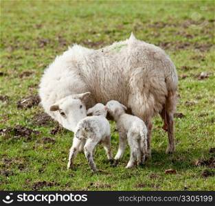 Pair of new born lambs with the sheep mother in welsh meadow in spring