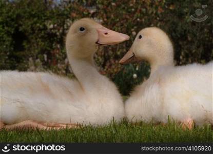 Pair of older ducklings