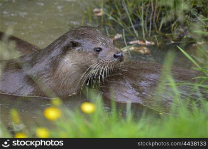 Pair of otters mustelinae lutrinae swimming in river in Summer