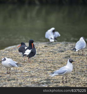 Pair of Oystercatchers Haematopus Ostralegus on gravel island surrounded by gulls