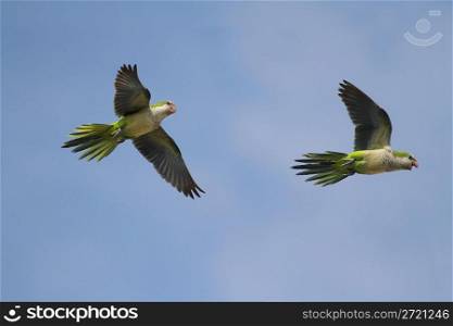 Pair of Parrots In Flight