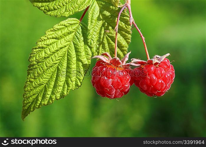 pair of raspberry with leaf on green background