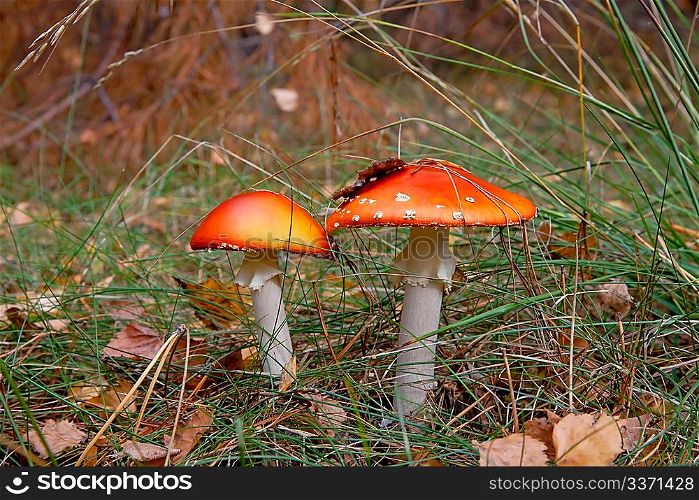 Pair of red amanita mushrooms in the forest