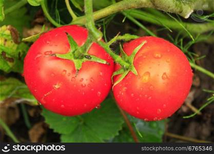pair of red tomatoes in the bush. pair of red tomatoes hanging on the branch in the garden