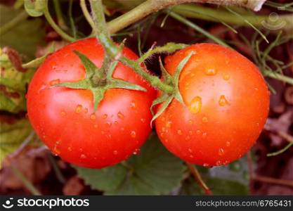 pair of red tomatoes in the bush. pair of red tomatoes hanging on the branch in the garden