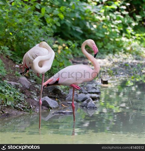 Pair of rose flamingo stranding in the lake, summer shot