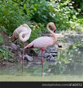 Pair of rose flamingo stranding in the lake, summer shot