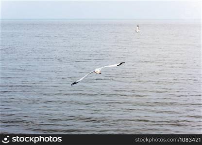 Pair of seagulls, Animal in beautiful natural landscape, Two birds happy flying above the sea water at Bangpu Nature Education Center, Famous tourist attraction of Samut Prakan, Thailand. Pair of seagulls happy flying above the sea