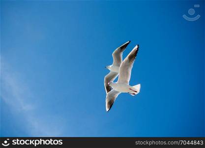 Pair of seagulls are flying in sky over the sea waters