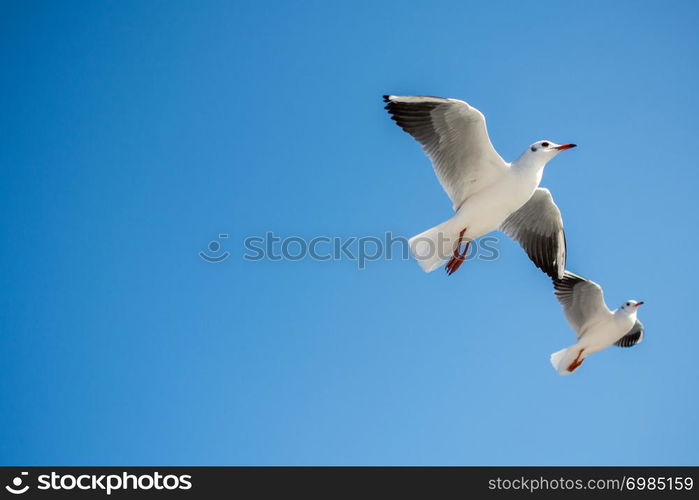 Pair of seagulls flying in the sky background