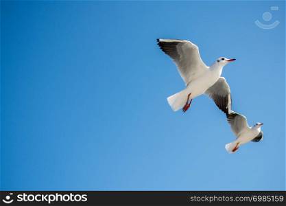 Pair of seagulls flying in the sky background