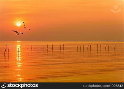 Pair of seagulls in yellow, orange sky and bright sun at sunrise, Happy animal in beautiful nature landscape for background, Two birds flying above the sea, water and horizon ocean at sunset, Thailand. Pair of seagulls in sky at sunset in Thailand