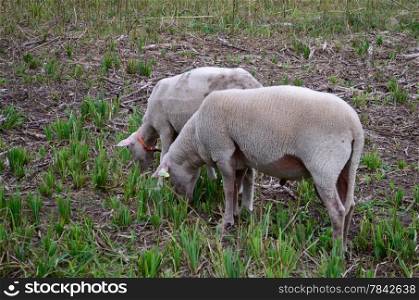 Pair of sheep grazing in sparse field