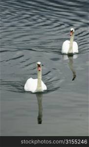 Pair of swans swimming in a lake in Slovenia