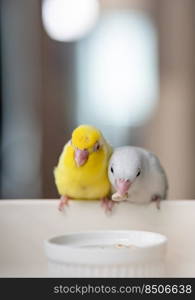 Pair of tiny parrot parakeet white and yellow Forpus bird.