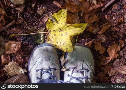 pair of trekking shoes on the ground covered by fallen leaves in Abruzzo national park, Italy