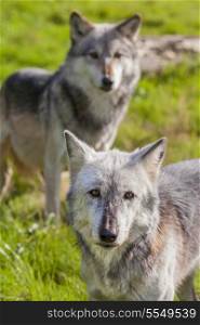 Pair of Two North American Gray Wolves, Gray Wolf, Canis Lupus