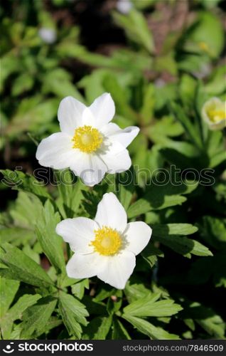 Pair of white flowers on the ground