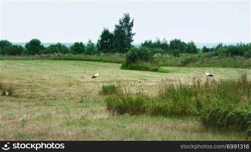 Pair of White Storks looking at each other, resting on a mowed meadow on a cool summer day. Tver region, Russia. Selective focus.