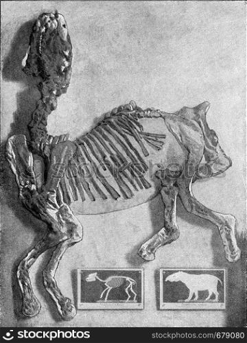 Palaeotherium magnum Cuvier, vintage engraved illustration. From the Universe and Humanity, 1910.
