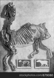 Palaeotherium magnum Cuvier, vintage engraved illustration. From the Universe and Humanity, 1910.