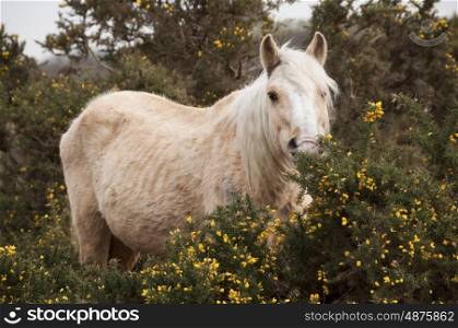 Palamino New Forest Pony Roaming Free
