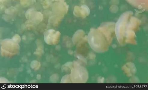 Palau, Micronesia, Pacific Ocean. Jellyfish Lake, marine lake on Eil Malk island in Rock Islands, Southern Lagoon. Golden jellyfish (Mastigias papua etpisoni) swimming underwater, marine life, animals