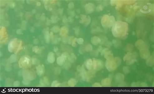 Palau, Micronesia, Pacific Ocean. Jellyfish Lake, marine lake on Eil Malk island in Rock Islands, Southern Lagoon. Golden jellyfish (Mastigias papua etpisoni) swimming underwater, wildlife, nature