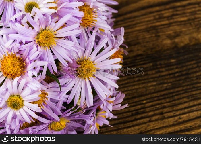 pale blue chrysanthemum on wooden background