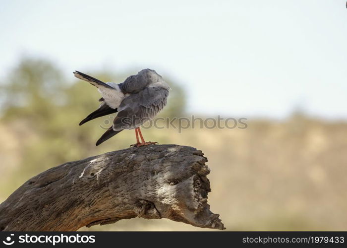 Pale Chanting-Goshawk grooming and preening standing on a stump in Kgalagadi transfrontier park, South Africa; specie Melierax canorus family of Accipitridae. Pale Chanting-Goshawk in Kgalagadi transfrontier park, South Africa