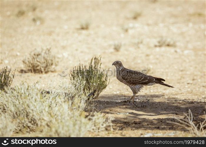 Pale Chanting-Goshawk juvenile on the ground in Kgalagadi transfrontier park, South Africa; specie Melierax canorus family of Accipitridae. Pale Chanting-Goshawk in Kgalagadi transfrontier park, South Africa