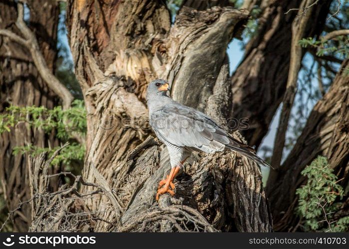 Pale-chanting goshawk on a branch in the Kalagadi Transfrontier Park, South Africa.