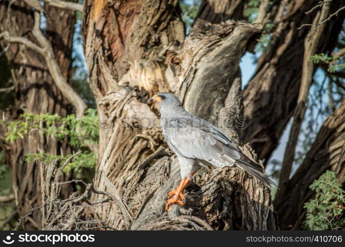 Pale-chanting goshawk on a branch in the Kalagadi Transfrontier Park, South Africa.