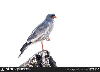 Pale Chanting-Goshawk standing on a log isolated in white background in Kgalagadi transfrontier park, South Africa; specie Melierax canorus family of Accipitridae. Pale Chanting-Goshawk in Kgalagadi transfrontier park, South Africa