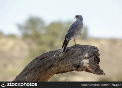 Pale Chanting-Goshawk standing on a stump in Kgalagadi transfrontier park, South Africa; specie Melierax canorus family of Accipitridae. Pale Chanting-Goshawk in Kgalagadi transfrontier park, South Africa