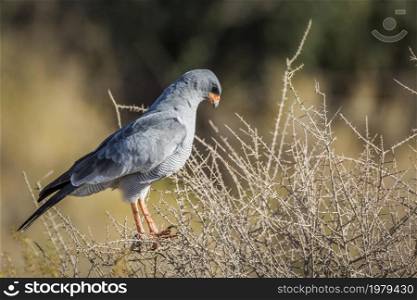 Pale Chanting-Goshawk standing on shrub in Kgalagadi transfrontier park, South Africa; specie Melierax canorus family of Accipitridae. Pale Chanting-Goshawk in Kgalagadi transfrontier park, South Africa