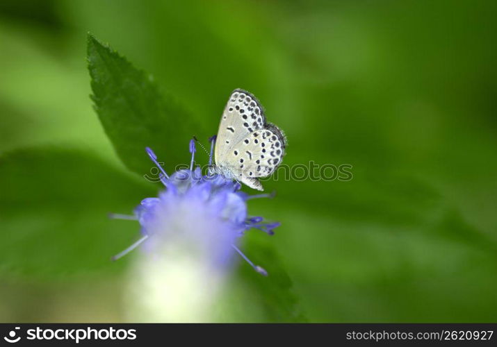 Pale Grass Blue