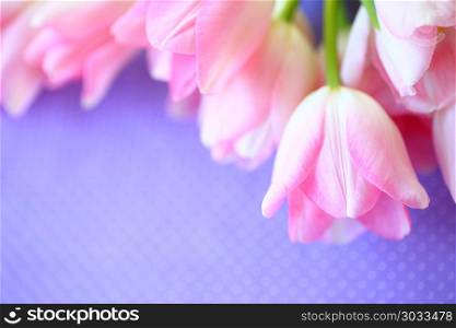 Pale pink tulips on a lavender-colored background with polka dots. Pink tulips with copy space