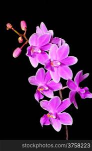 Pale purple orchid, Phalaenopsis hybrid