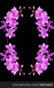 Pale purple orchid, Phalaenopsis hybrid, isolated on a black background