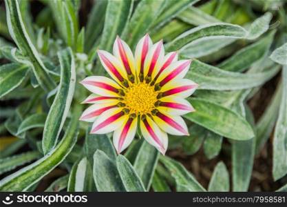 pale white and violet colored tiger gazania flower in garden