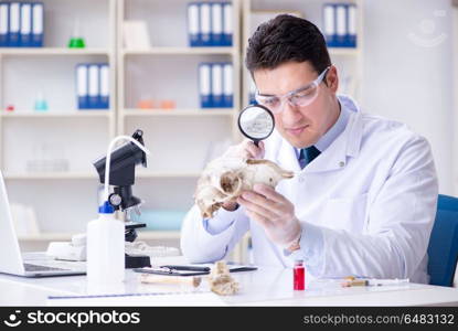 Paleontologist looking at extinct animal bone