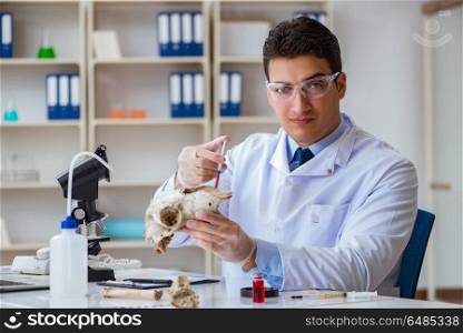 Paleontologist looking at extinct animal bone