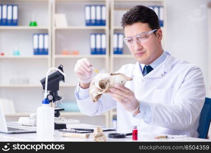 Paleontologist looking at extinct animal bone