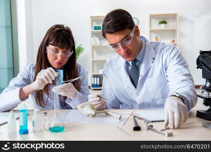 Paleontologists looking at bones of extinct animals